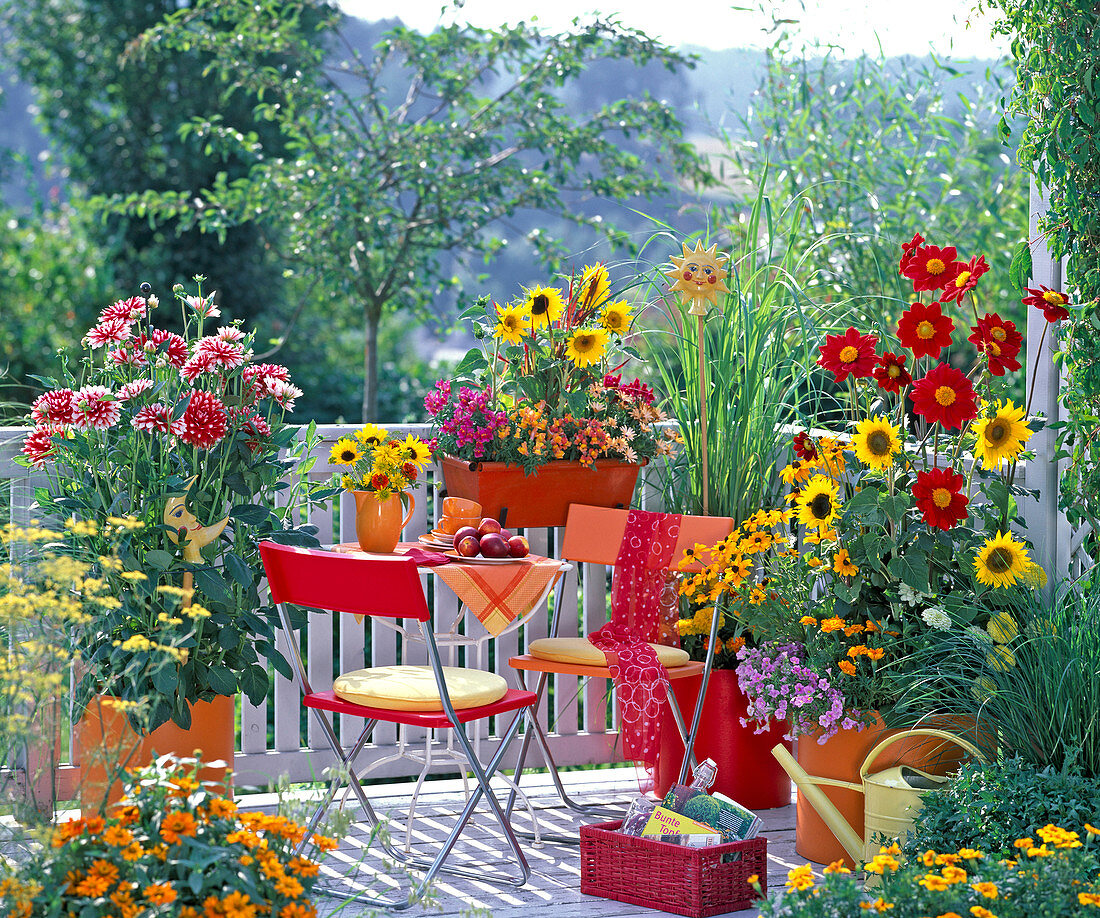 Balkon mit Dahlia (Dahlien), Helianthus (Sommerblumen), Antirrhinum