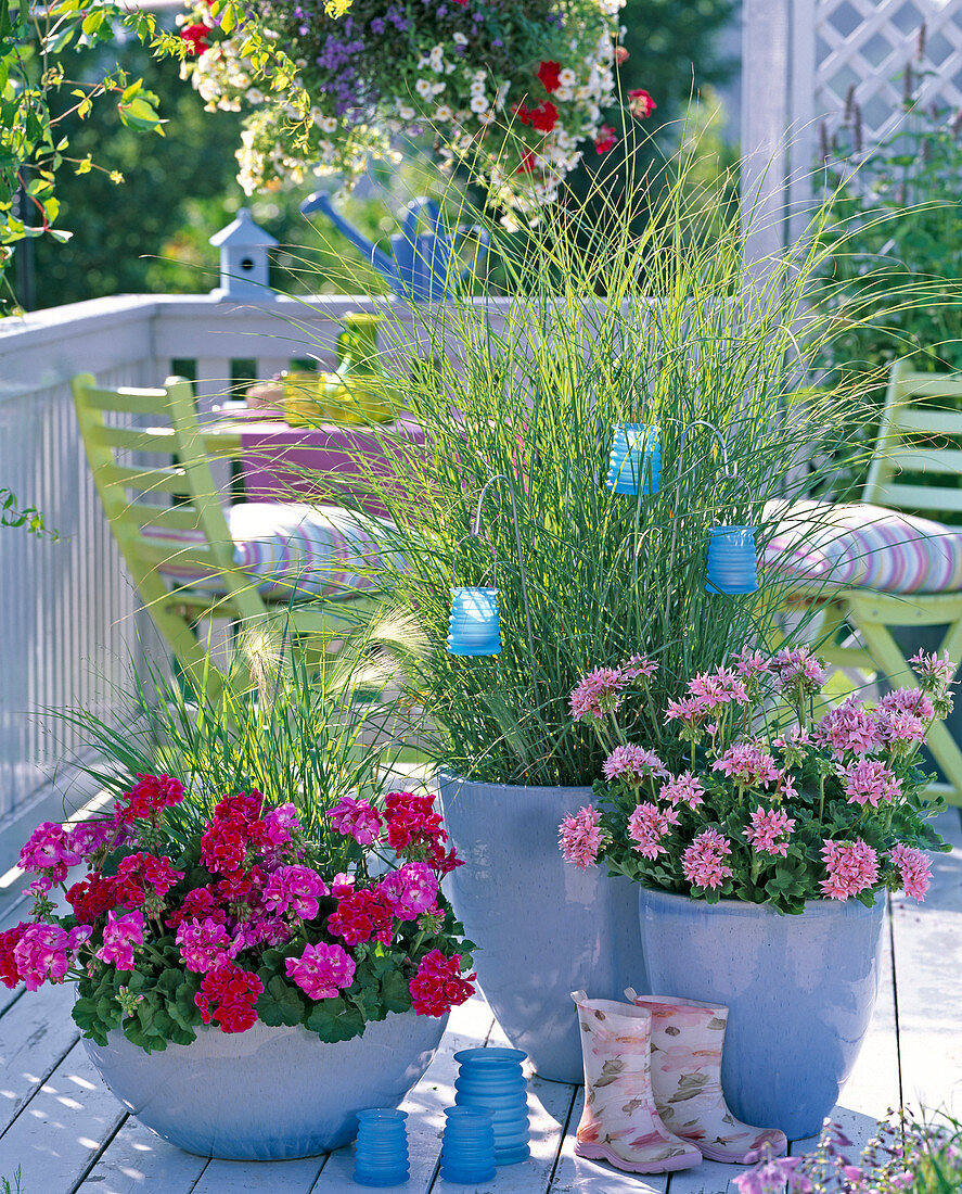 Pelargonium Trend 'Lavender', Gen 'Bajazzo' , Fireworks 'Pink'