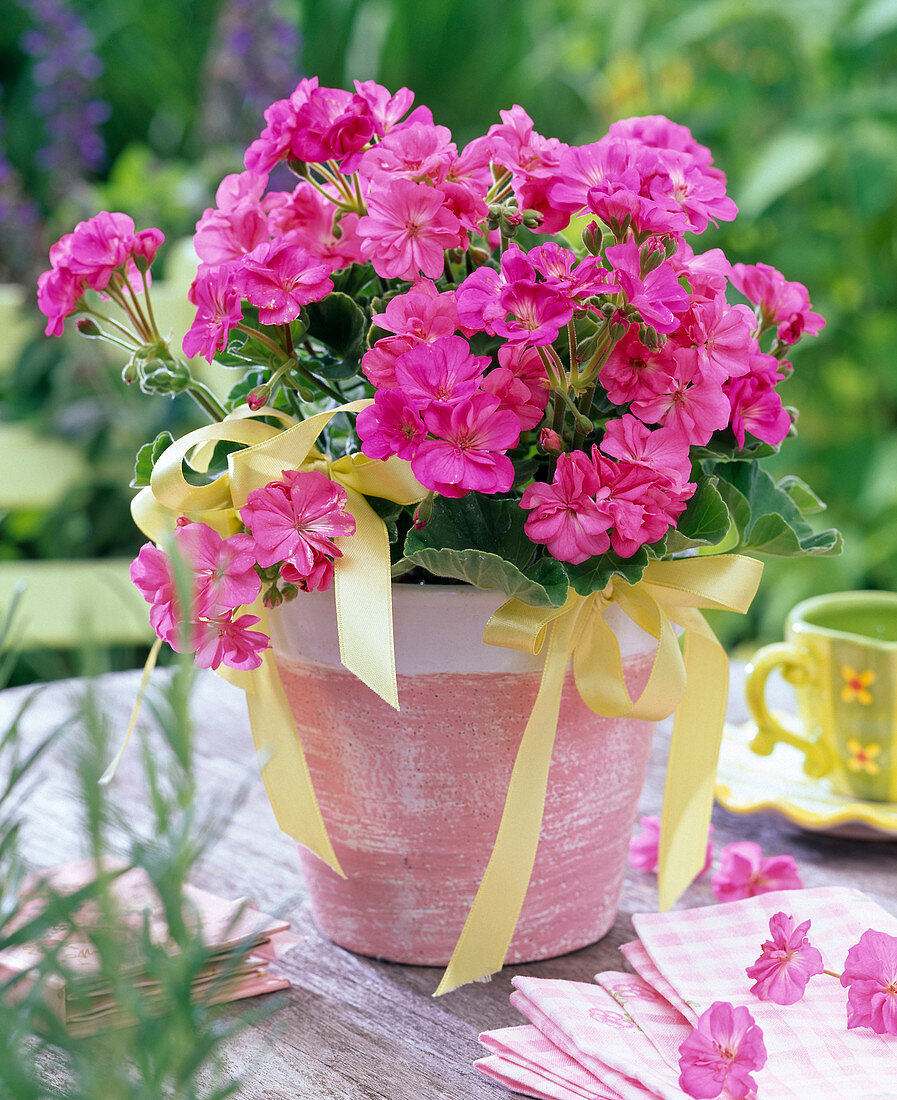 Pelargonium Trend 'Lavender' (Stehende Geranie)