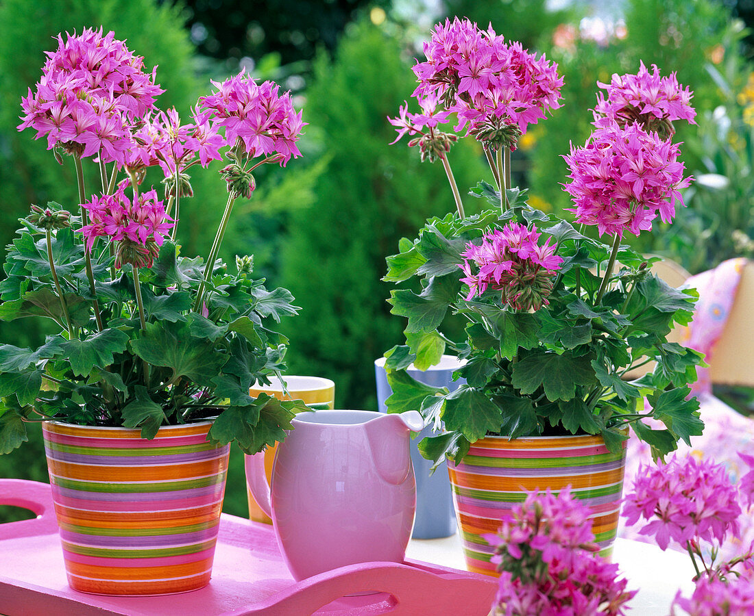 Pelargonium 'Fireworks Pink' (Stellar - Geranien)