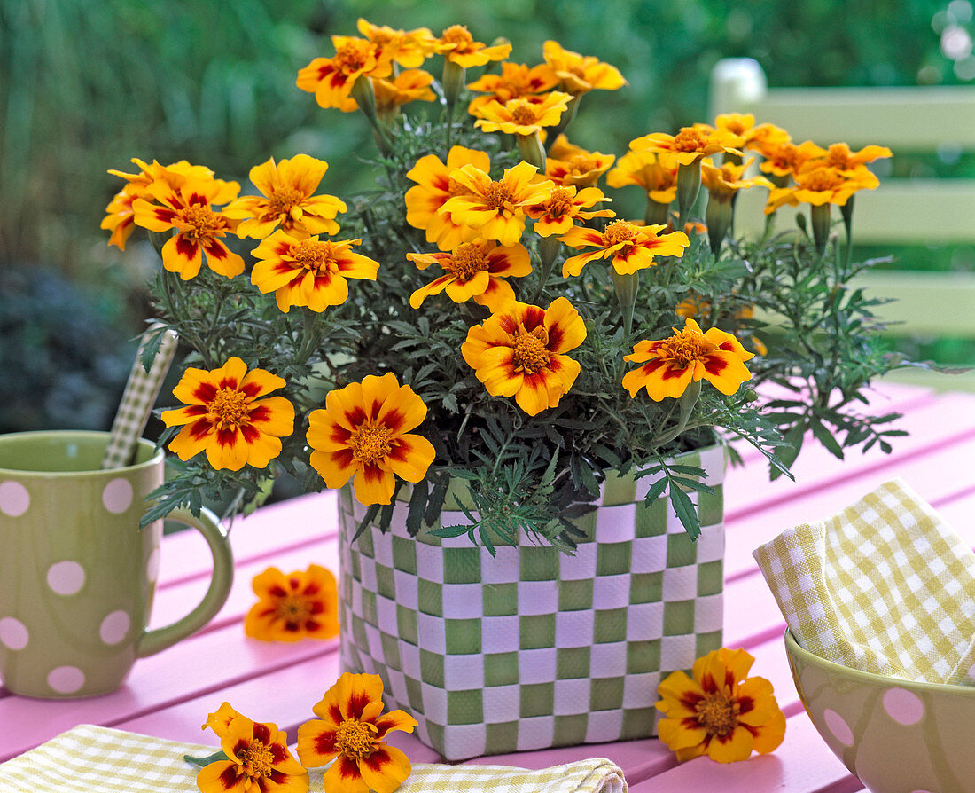 Tagetes patula (marigold) in checkered wicker basket