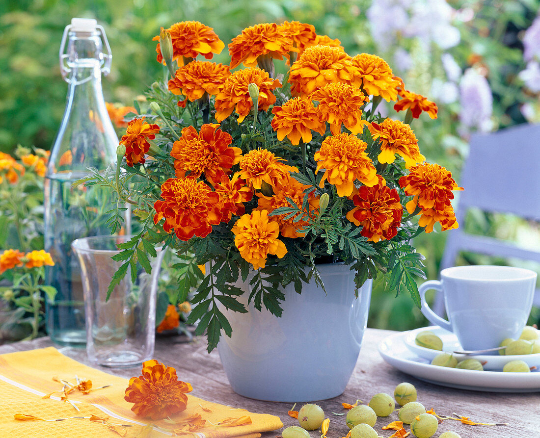 Tagetes (orange Studentenblume) im hellblauen Übertopf
