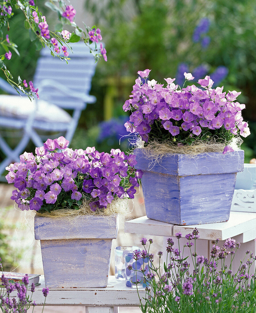 Campanula carpatica (Carpathian Bellflower)