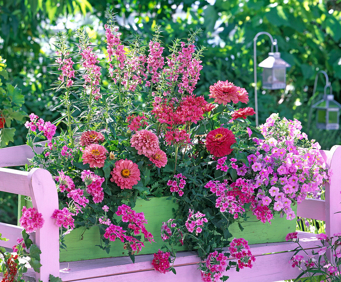 Angelonia Serena (Angel's Face), Verbena Flamenco 'Rose'