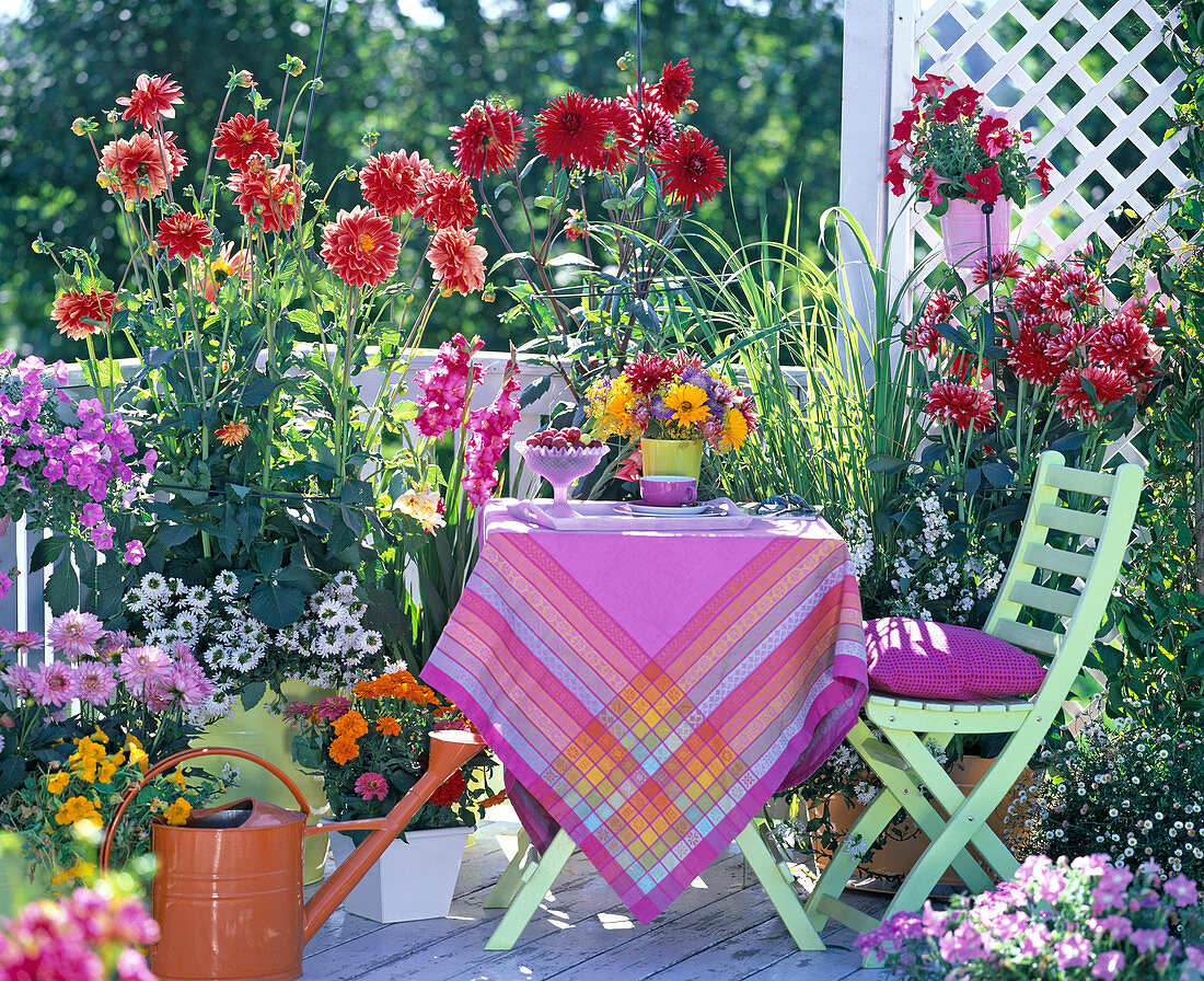 Dahlienbalkon: Dahlia (Dahlien), Petunia (Petunien), Gladiolus