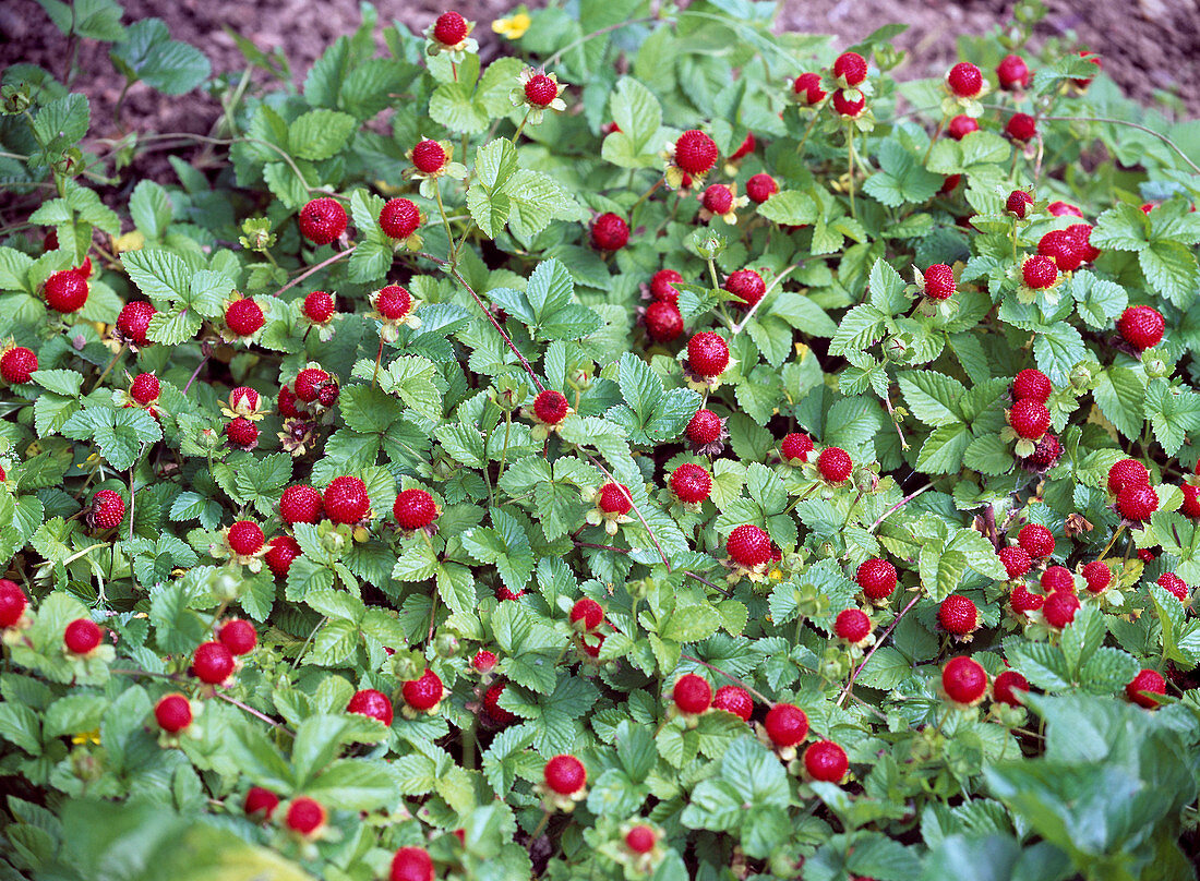 Duchesnea indica (Indian strawberry) as groundcover
