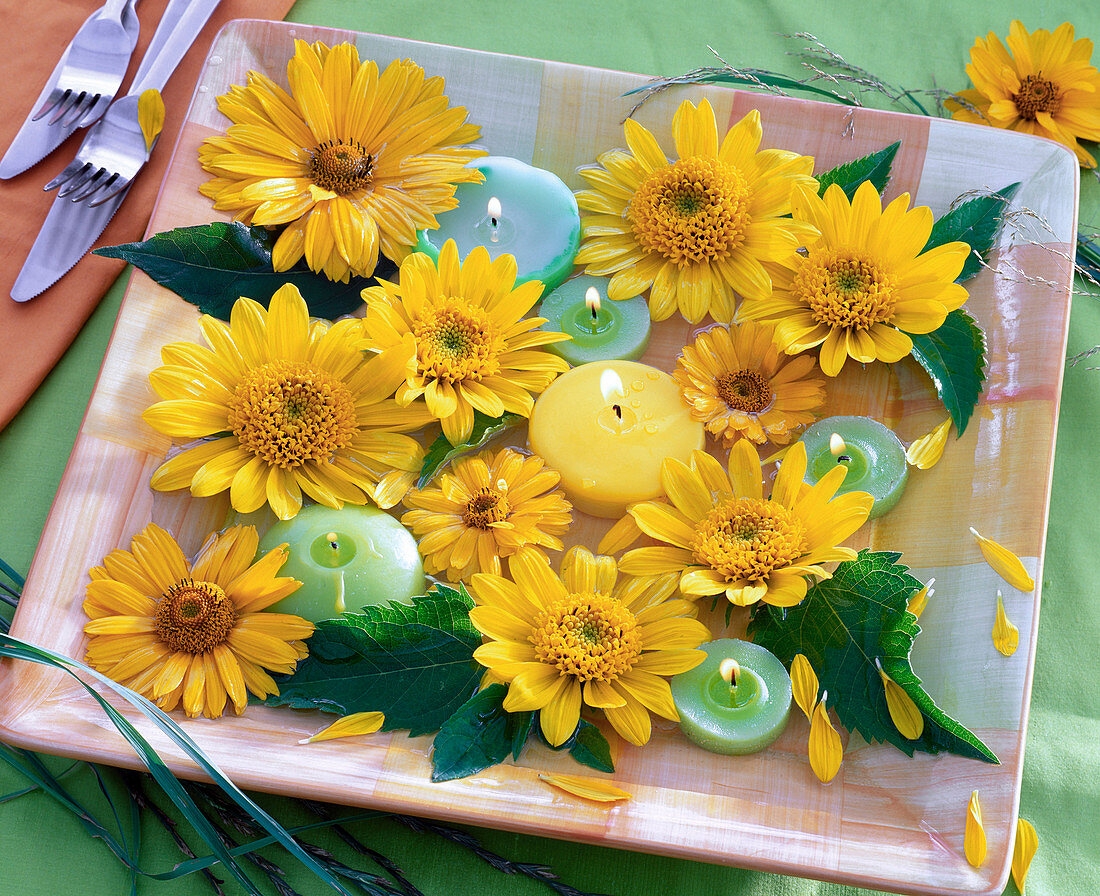 Blüten von Heliopsis scabra (Sonnenauge) und Helianthus decapetalus