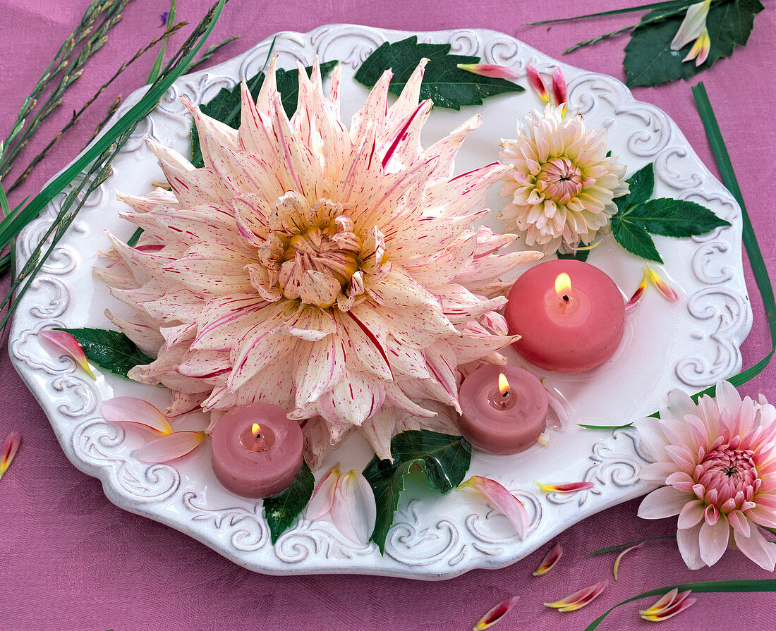 Flowers and leaves of different dahlia on white relief plate