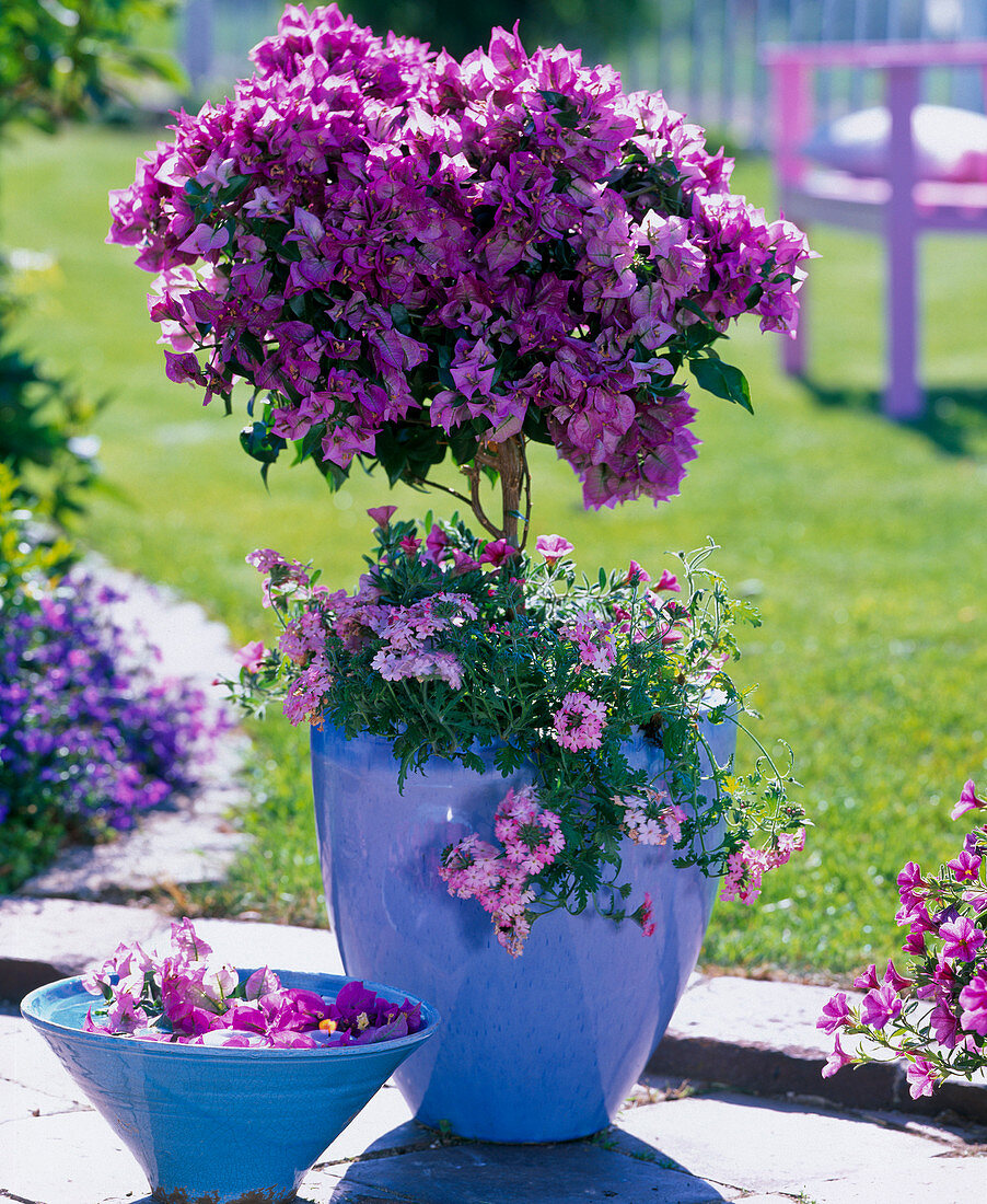 Bougainvillea - Stämmchen unterpflanzt mit Verbena