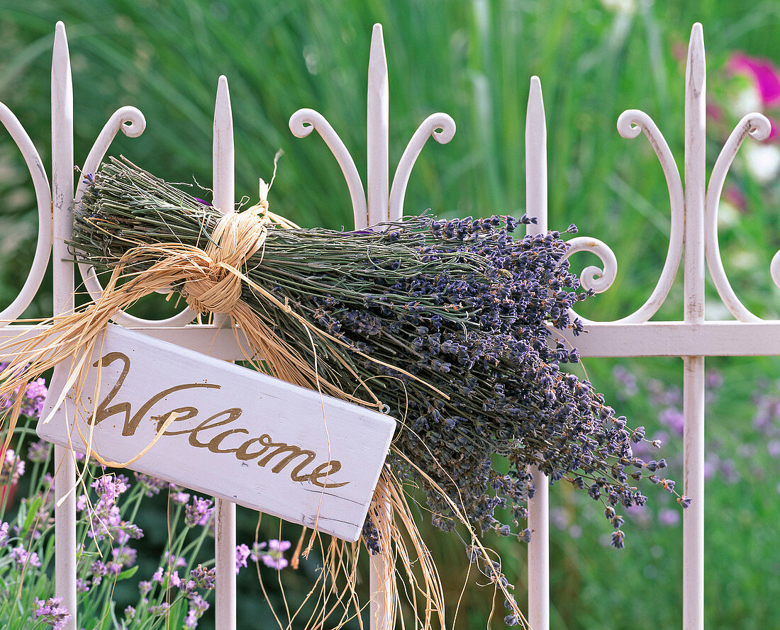 Lavandula bouquet, tied with bast to white fence, sign 'Welcome'