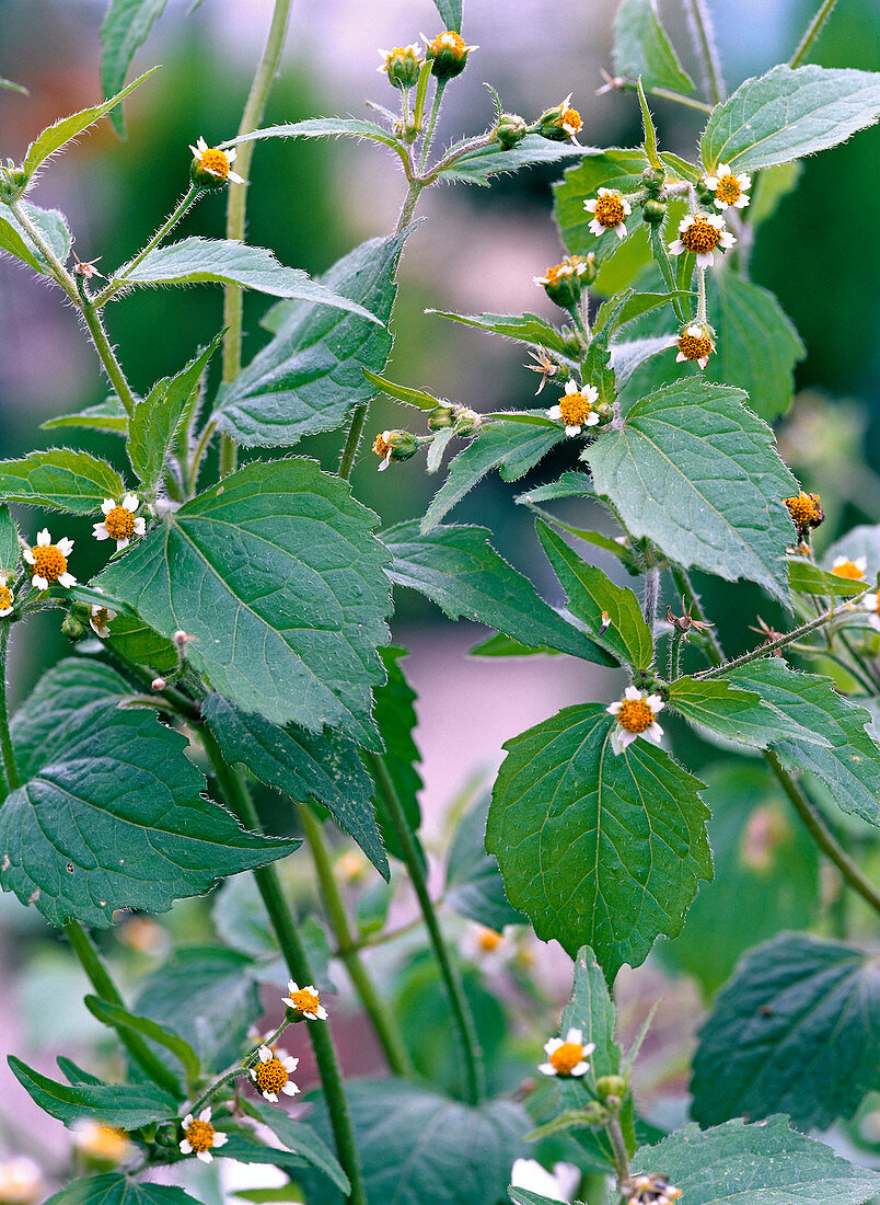 Galinsoga ciliata (Franzosen-, Knopfkraut)