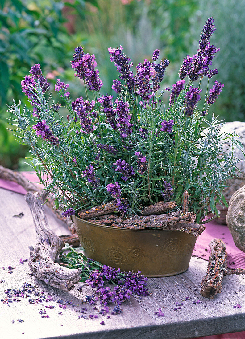 Lavandula 'Hidcote Blue' (Lavendel) in Blechjardiniere und geschnitten