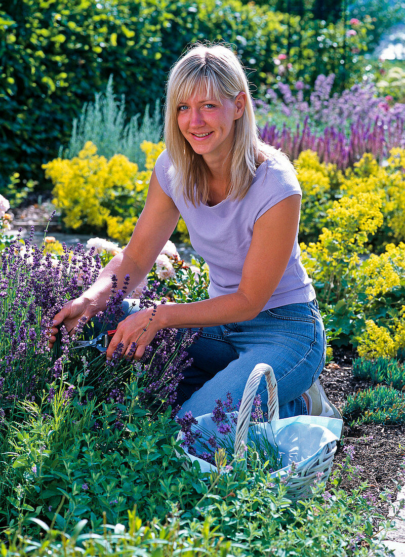 Woman harvesting lavandula (lavender)