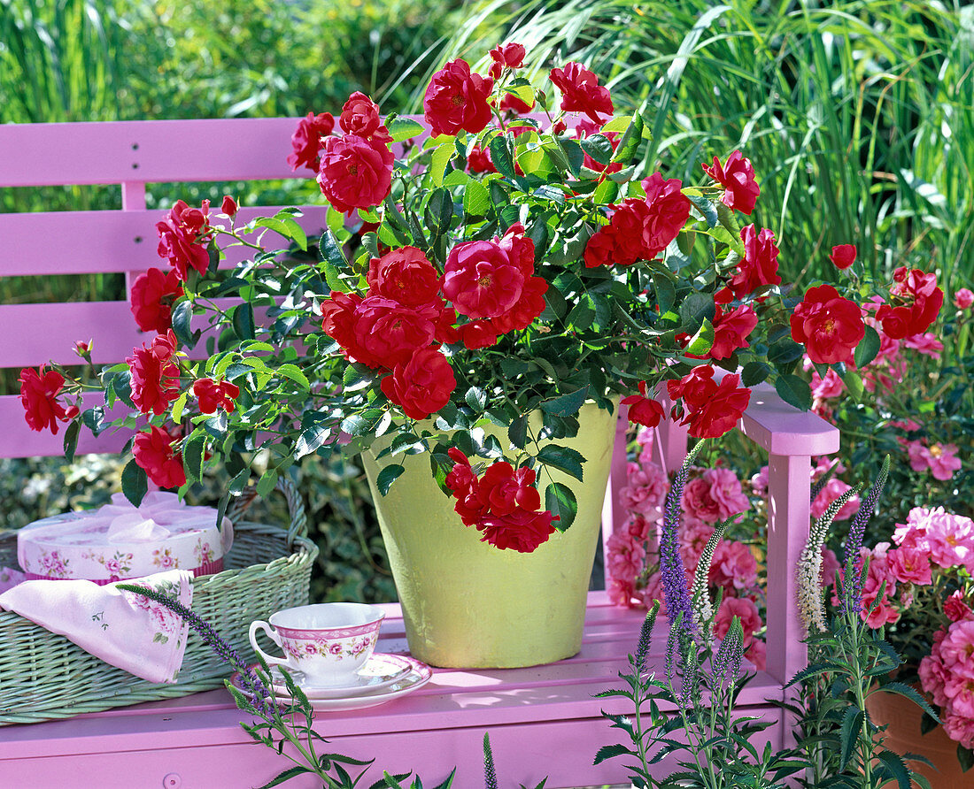 Rosa 'Sorrento' (ground cover rose)