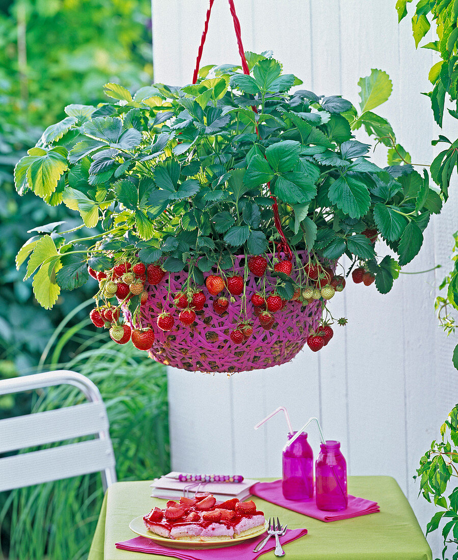 Fragaria (strawberry) in pink plastic basket lamp