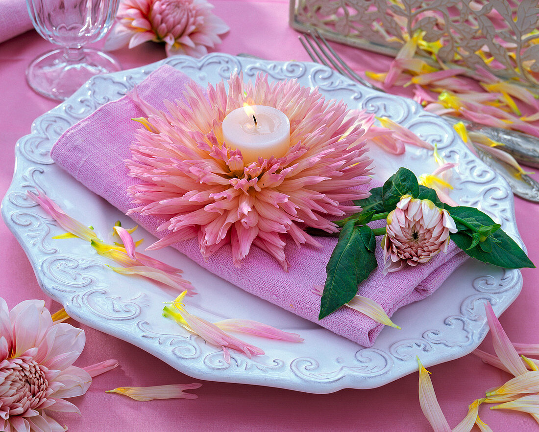 Rosa Blüte von Dahlia (Kaktusdahlie) mit Teelicht