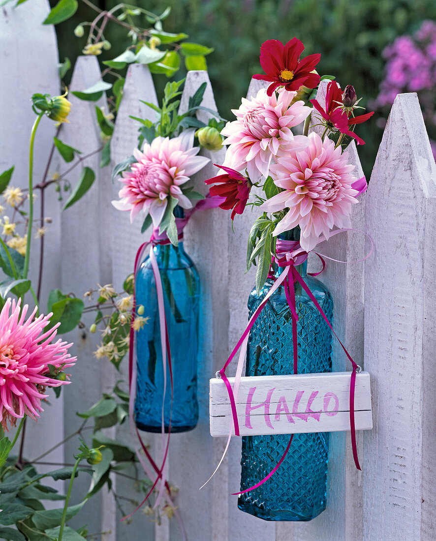 Rosa Dahlia (Dahlien), Cosmos (Schmuckkörbchen) in blauen Glasflaschen