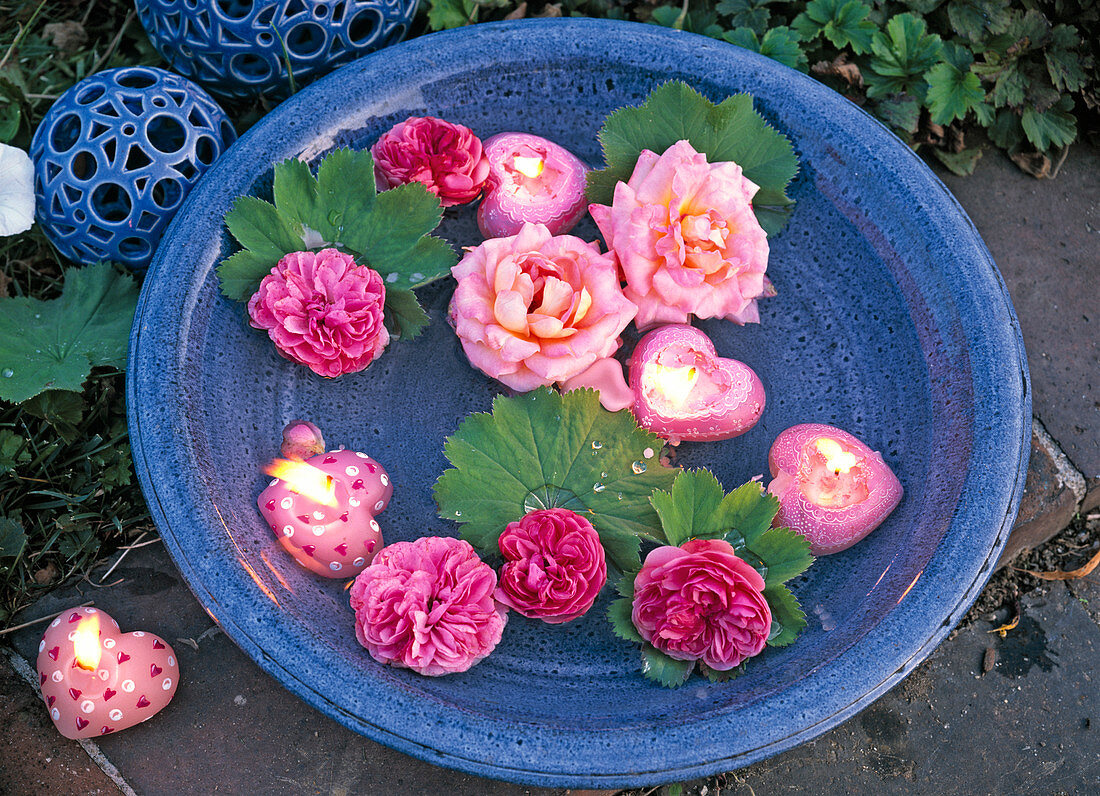 Blüten von Rosa (Rosen), Alchemilla (Frauenmantel), herzförmige Schwimmkerzen
