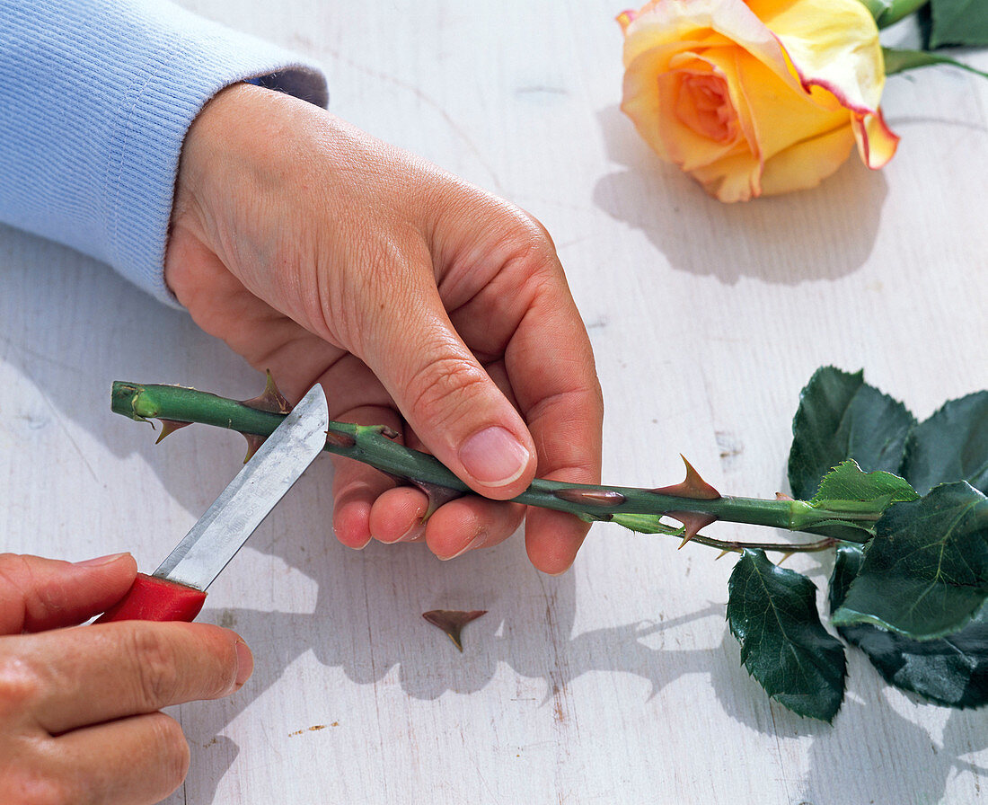 Stacheln von Rosa (Rose) mit Messer entfernen