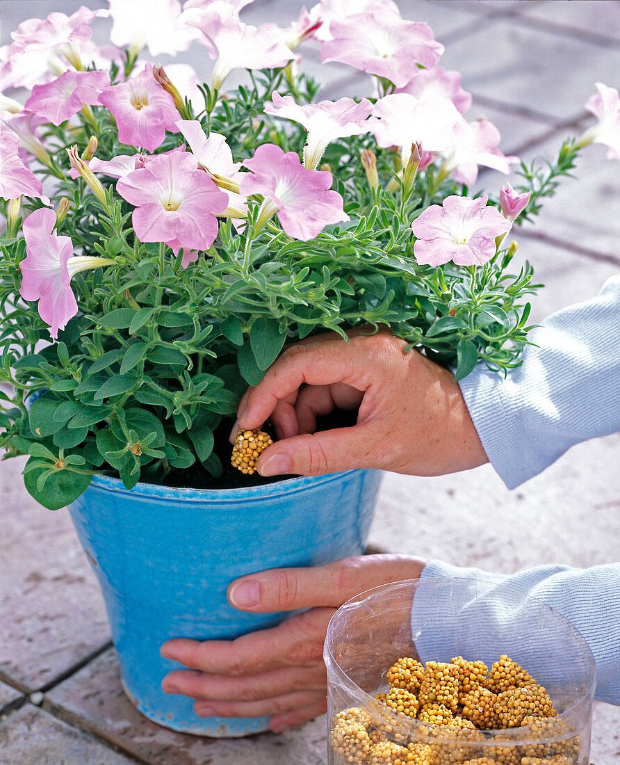 Petunia with fertilizer cone