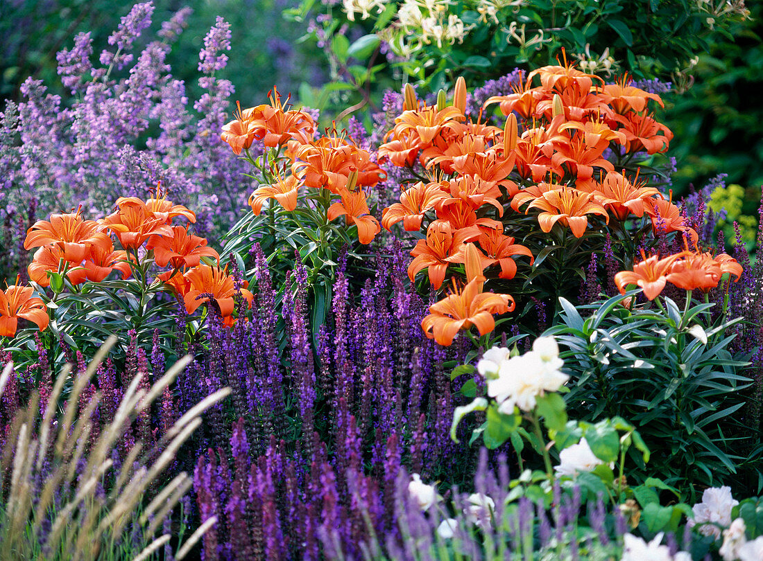 Orange Lilien und violetter Ziersalbei