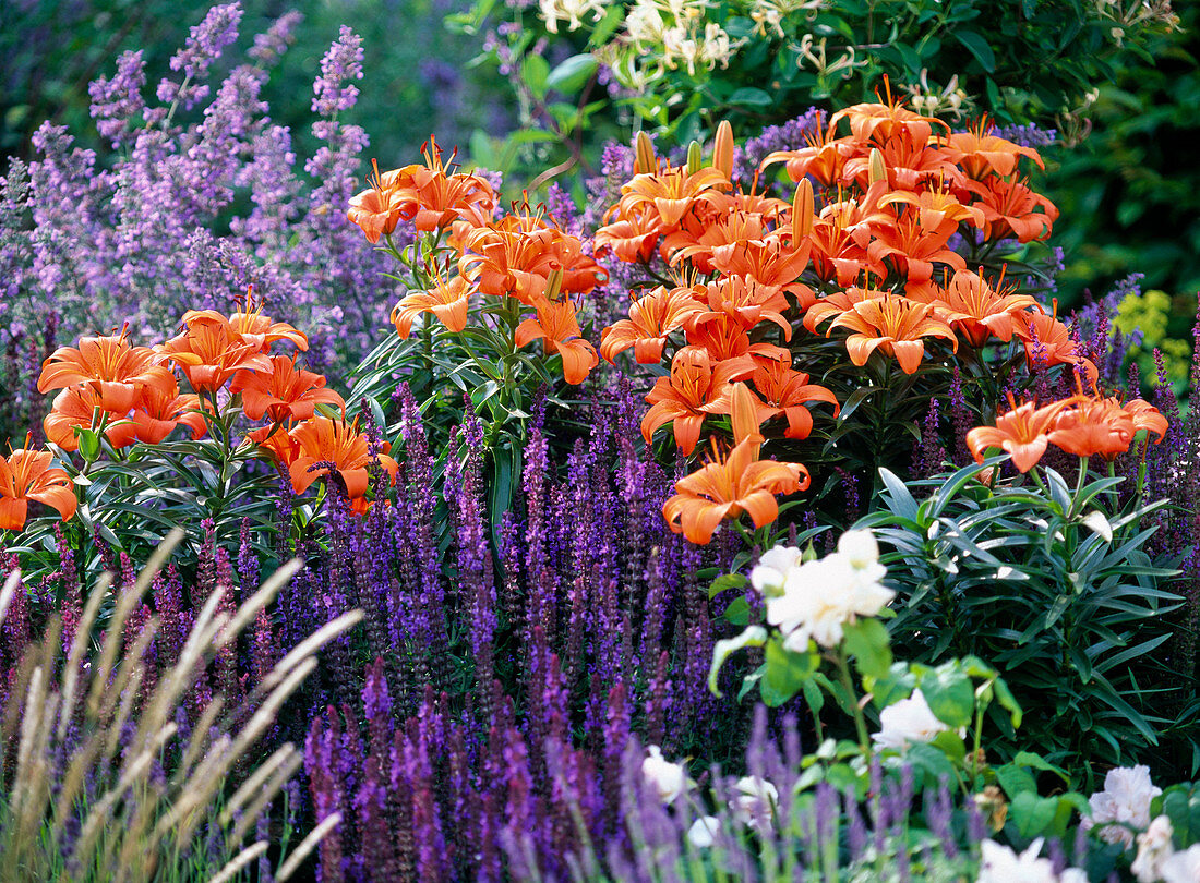 Orange lilies and violet ornamental sage