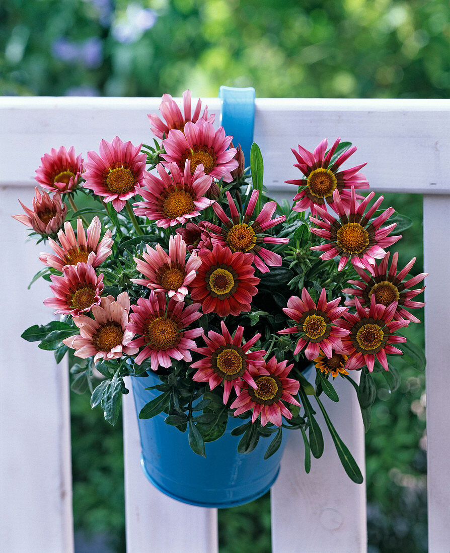 Gazania (midday gold) in the blue hanging pot on the balcony railing