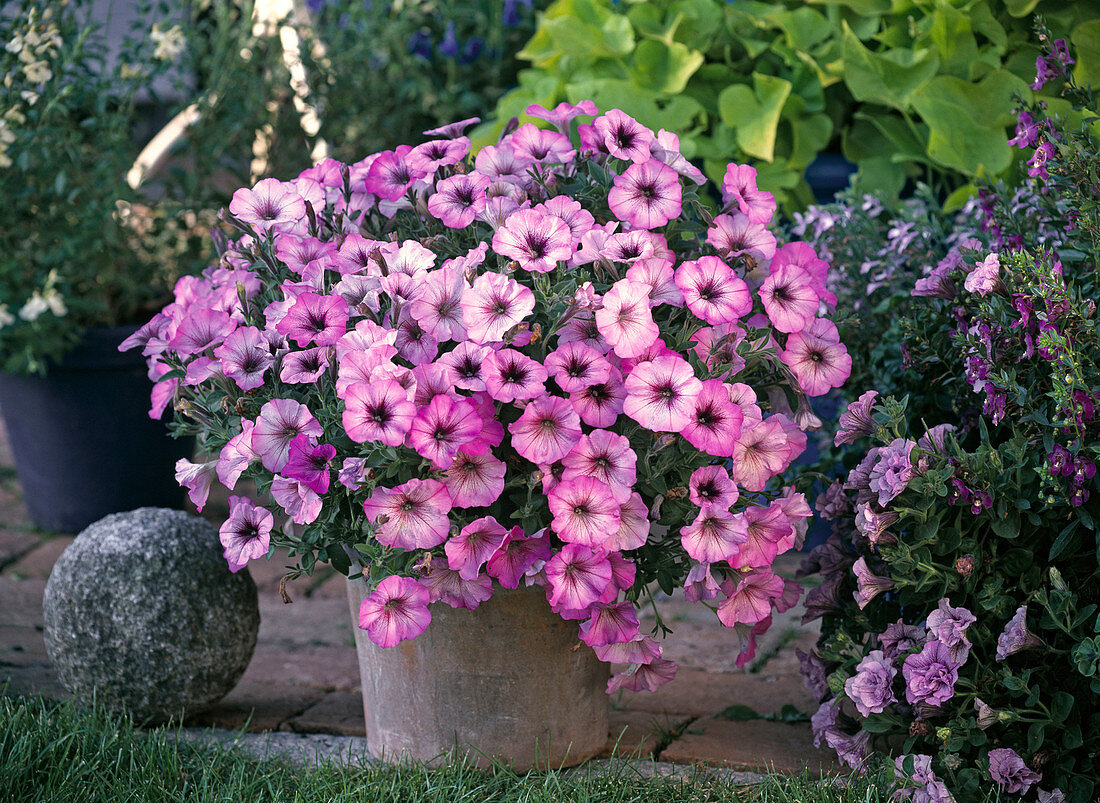 Petunia Sonic 'Magic Pink' (Petunie)