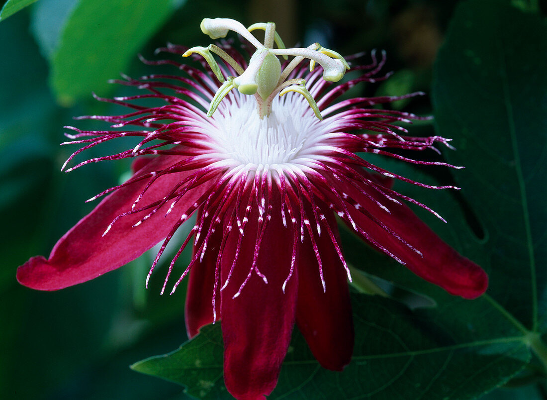 Passiflora 'Lady Margaret' (Passionsblume)