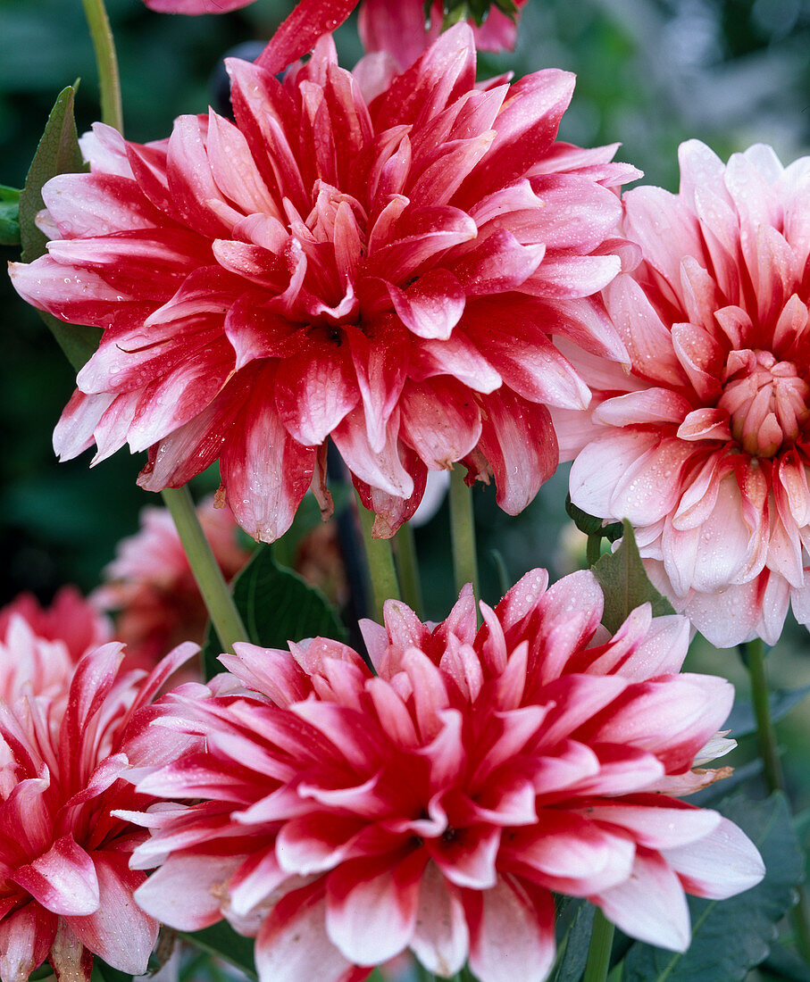 Dahlia 'Duett' (jewelery dahlia) with red-white flowers