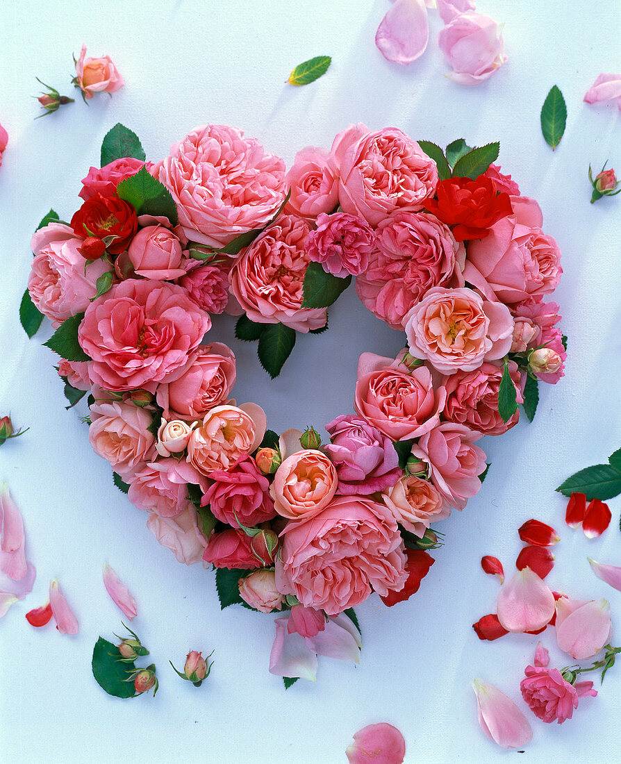 Herz aus Rosa (rosa Rosenblüten) auf weißem Grund
