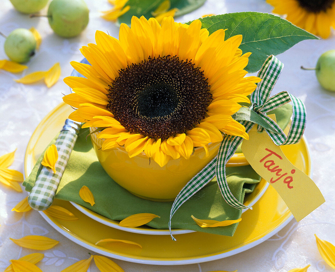 Helianthus annuus blossoms in yellow cup, name tag