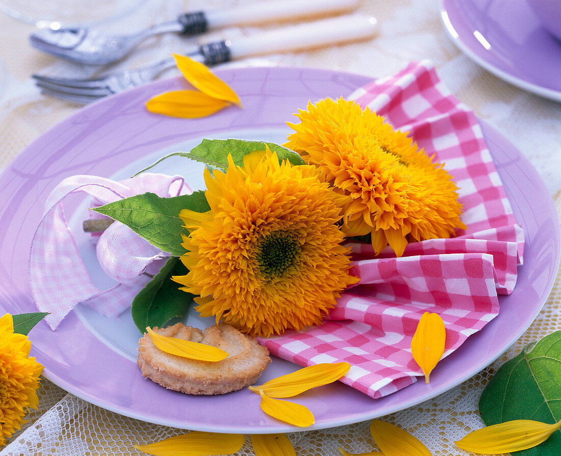 Helianthus (Sonnenblumen, gefüllt) auf rosa