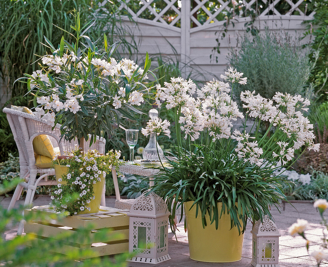 weiße Terrasse: Agapanthus (Afrikanische Schmucklilie) , Nerium