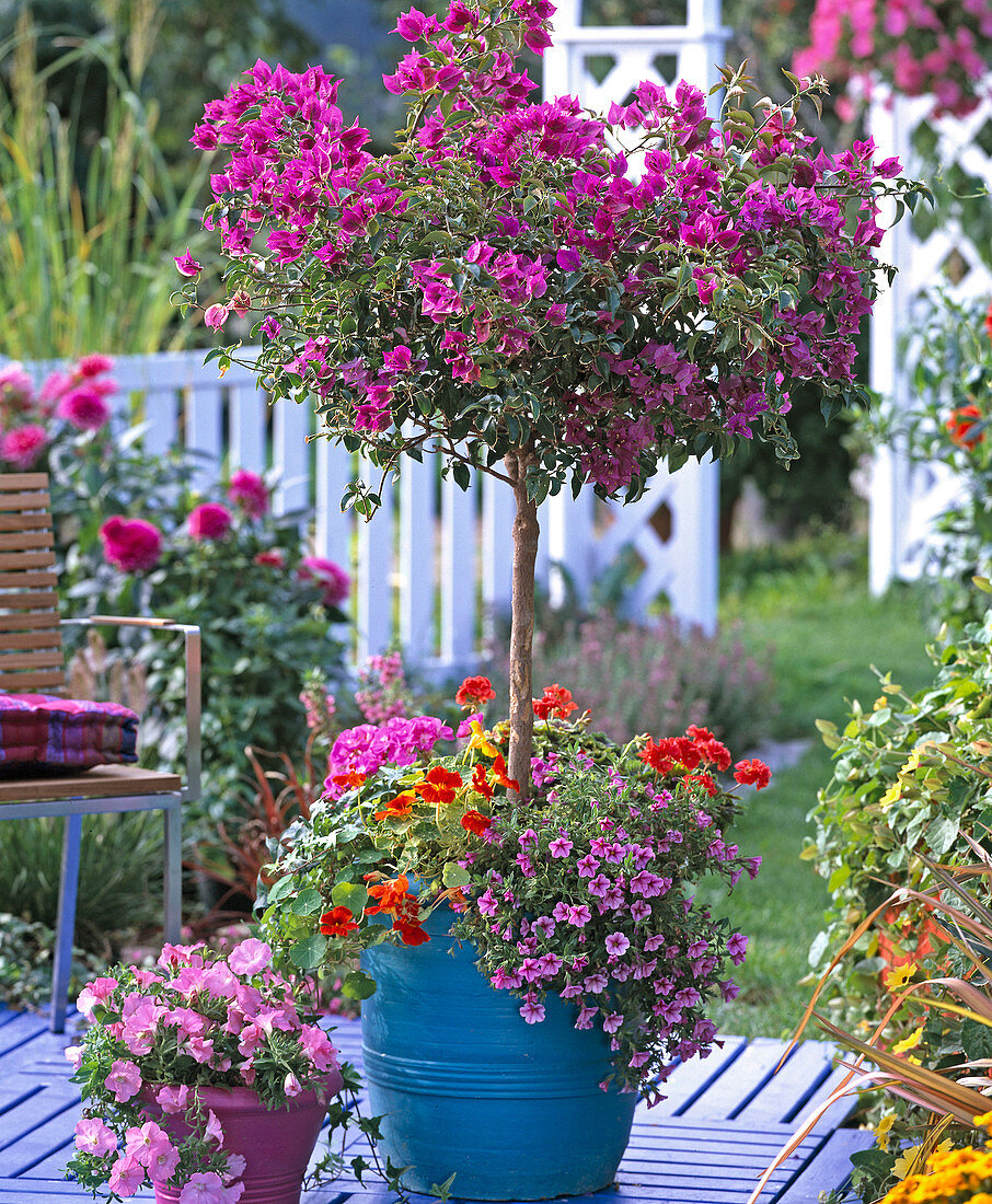 Bougainvillea - Stamm unterpflanzt