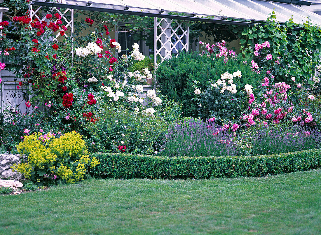 Rosa (rose), Vitis (wine), Lavandula (lavender) on veranda