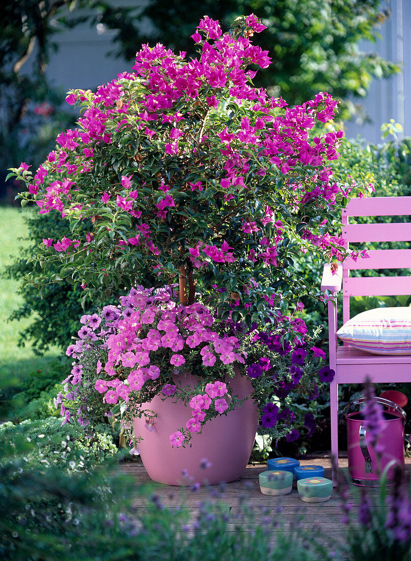 Bougainvillea im rosa Kunststoffkübel