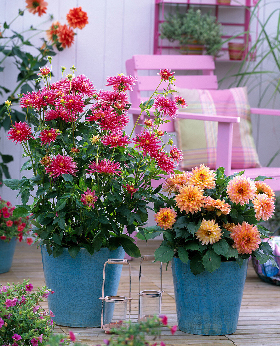 Dahlia 'Pianella' , Dahlia Gallery 'Pablo' in blauen Töpfen