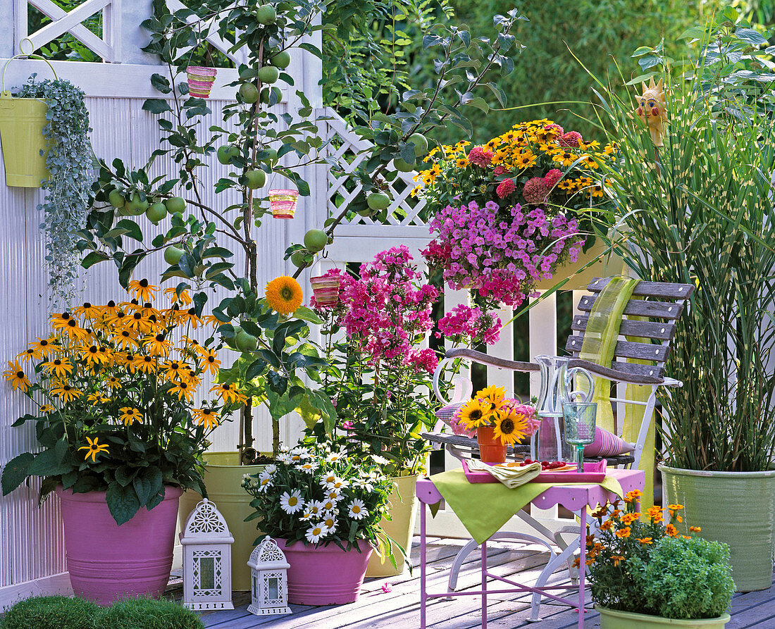 Late summer balcony with perennials and apple tree