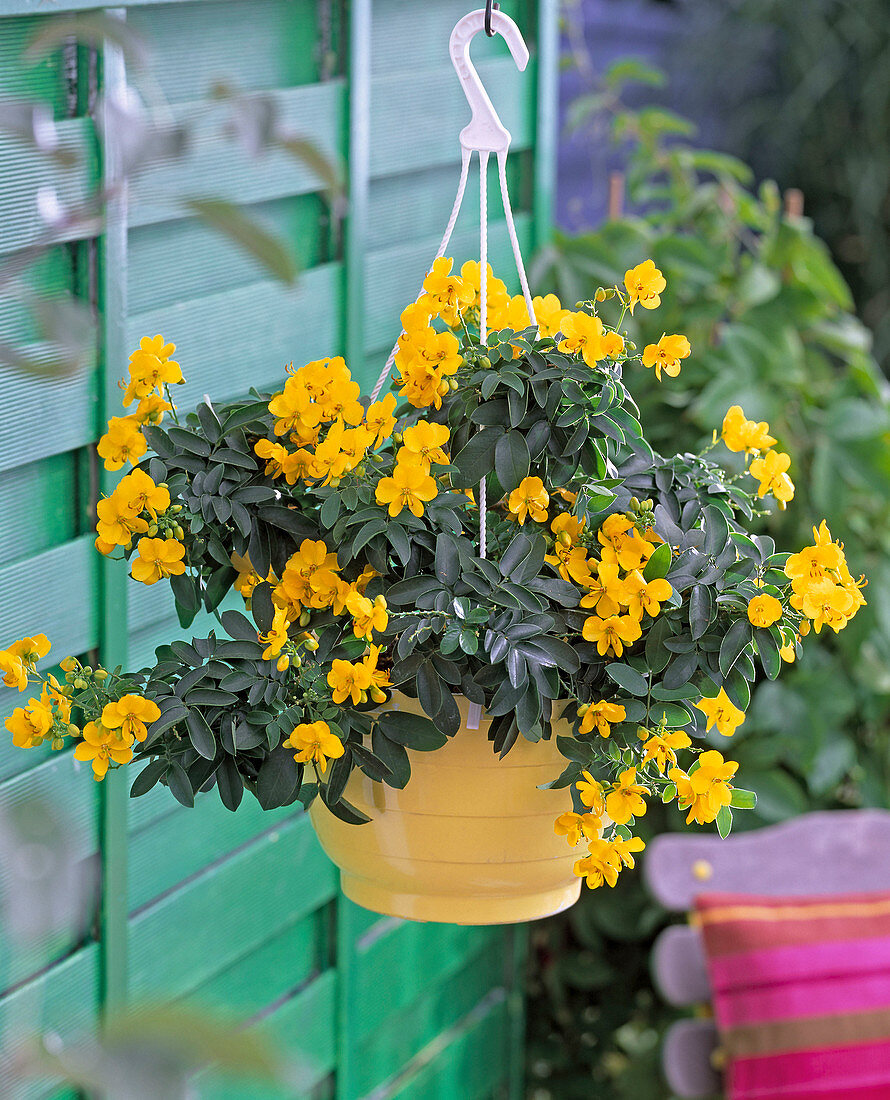 Cassia corymbosa (spice bark) in yellow hanging basket