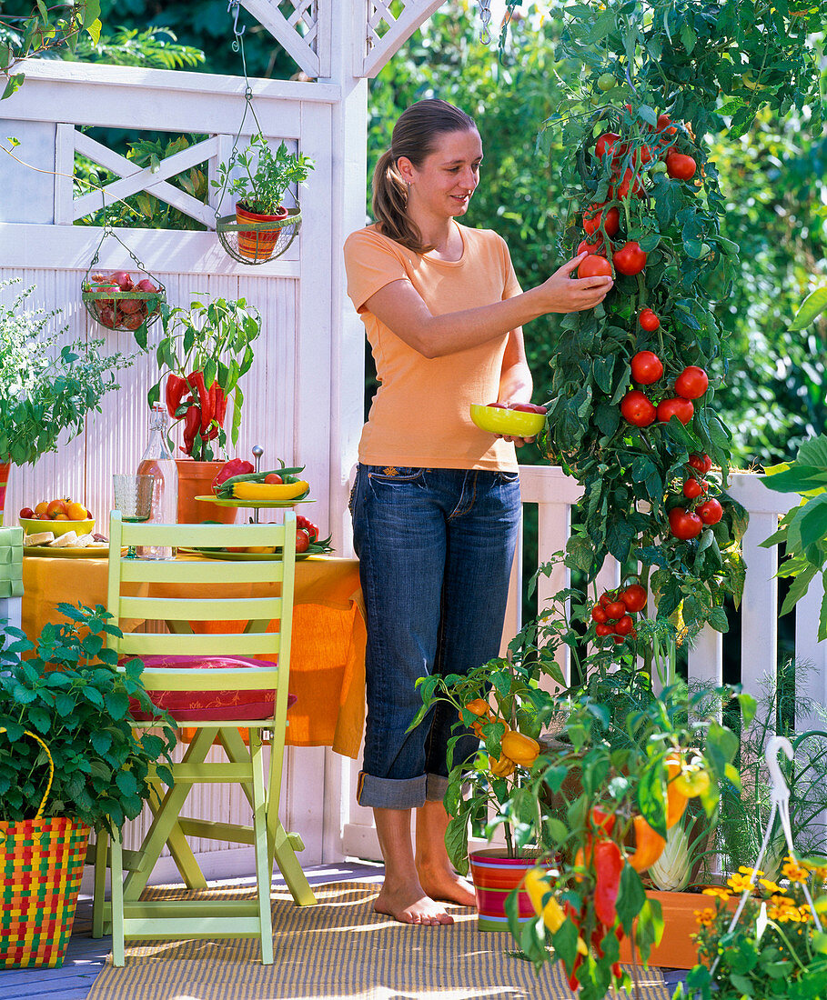 Woman is harvesting tomatoes on vegetable balcony with paprika and tomatoes