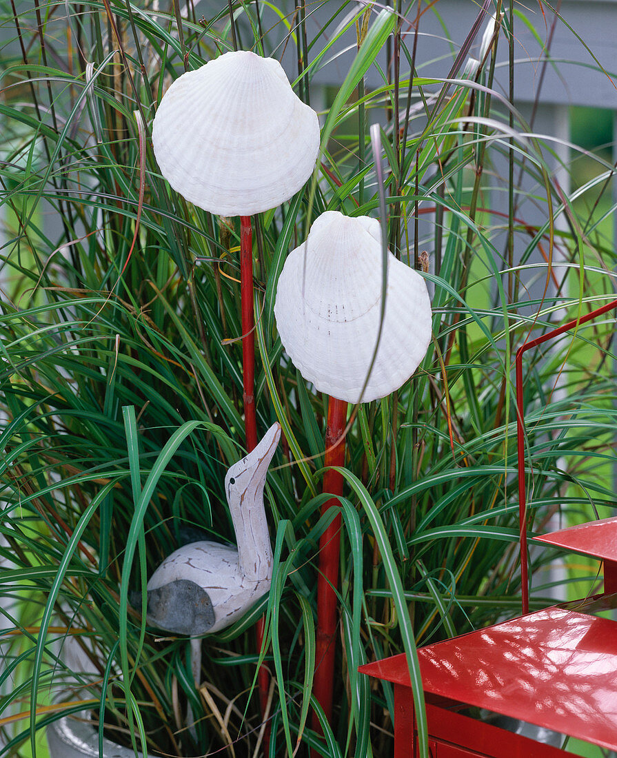 Miscanthus (miscanthus) with shells on red rod