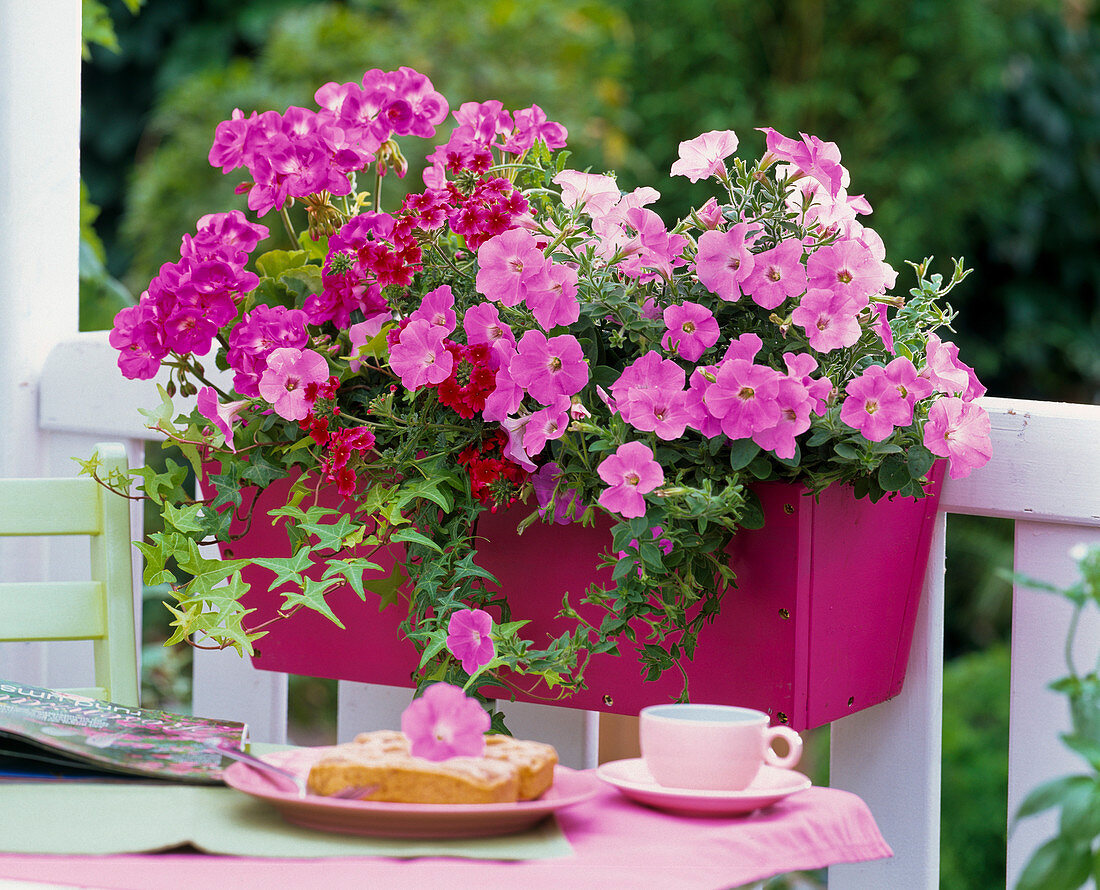Pink wooden box with pelargonium Trend 'Lavender'