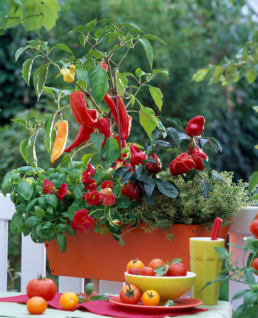 Vegetable box with paprika and herbs