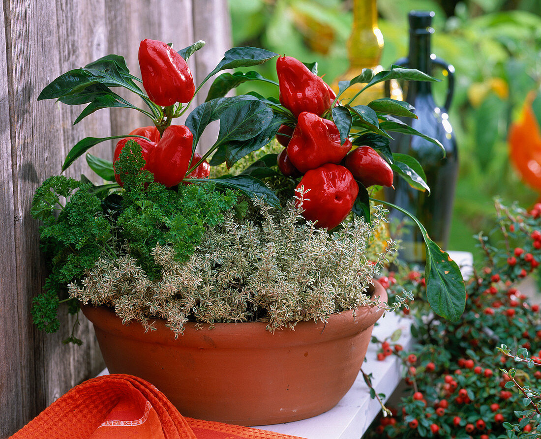 Terracotta bowl with capsicum (paprika) and herbs