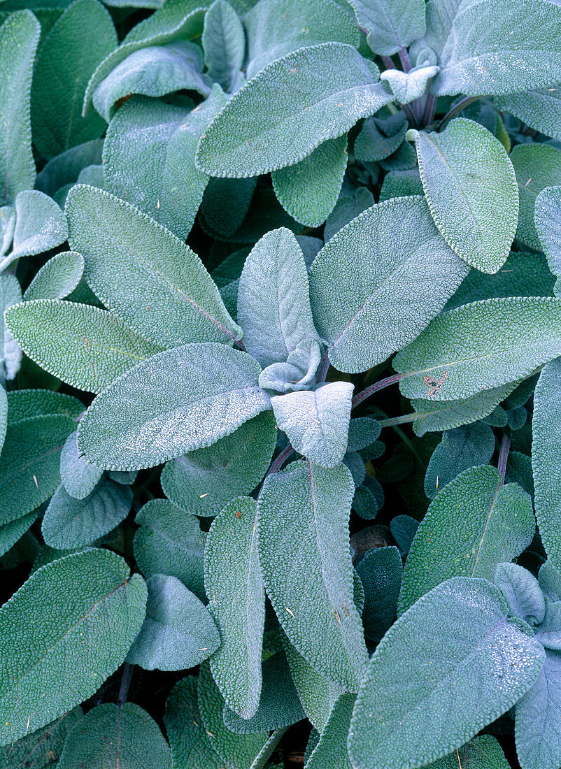 Salvia officinalis 'Berggarten' (Küchensalbei)