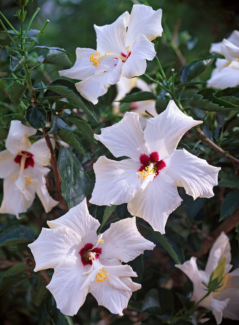 Flower Macro, Hibiscus rosa-sinensis (Rosemary)