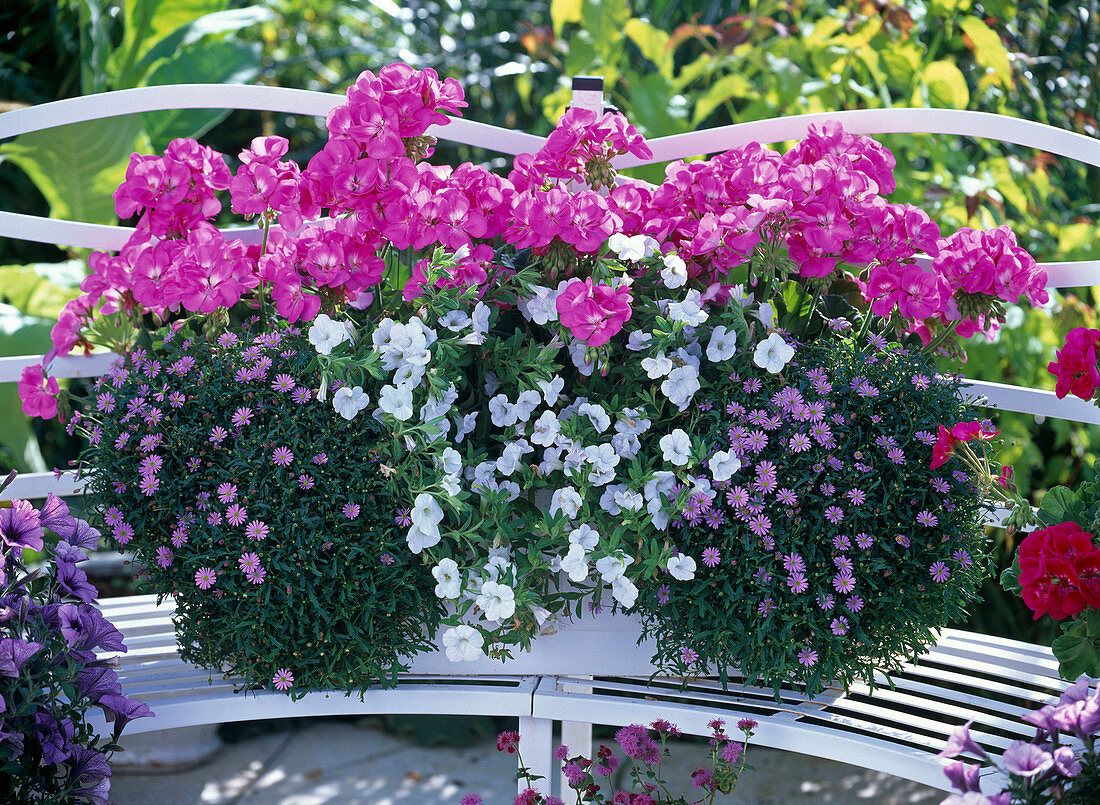 Box planted in pink, white and blue