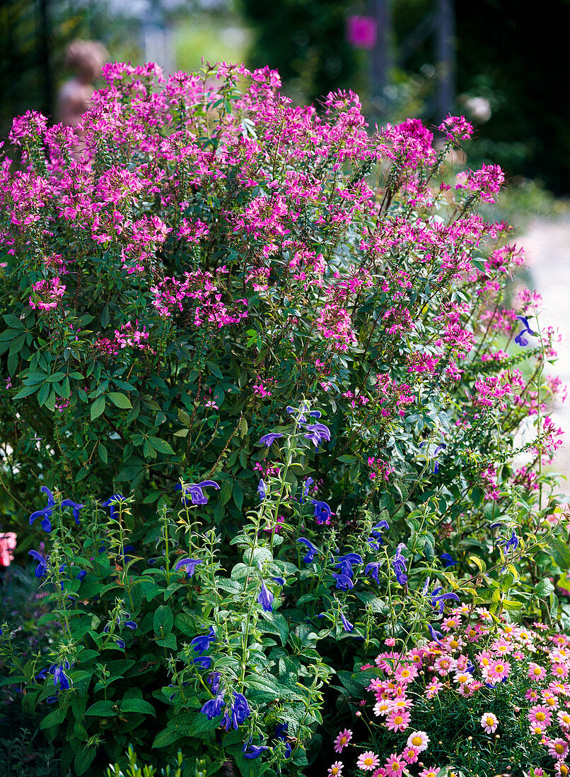 Cleome 'Senorita Rosalita' (Spinnenpflanze)