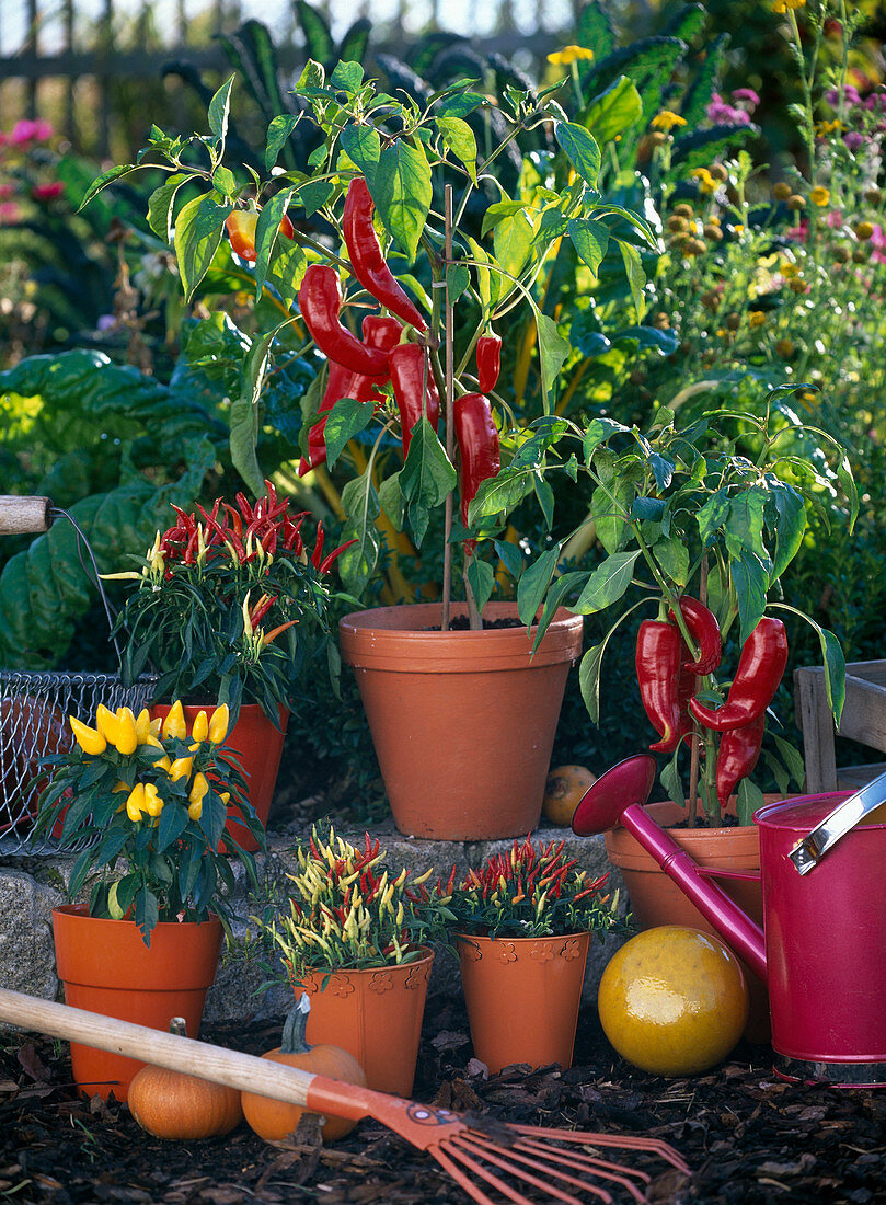 Capsicum (paprika, ornamental paprika, chili) in orange pots